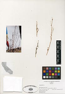 Herbarium sheet of 